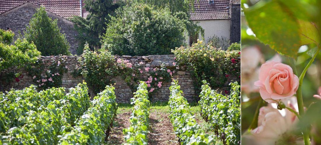 Domaine Violot-Guillemard Bed & Breakfast Pommard Luaran gambar